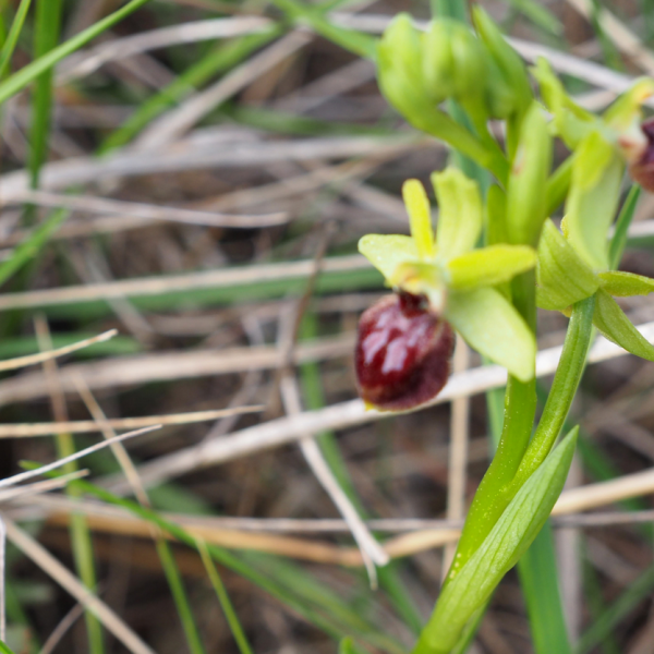 Ophrys exaltata marzuola